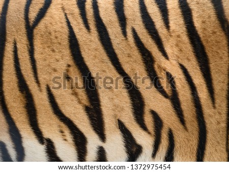 Stripes on skin of an Bengal tiger (real fur)