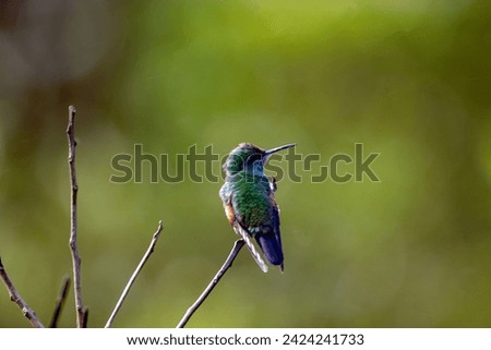 Image, Stock Photo Beija Flor .4 Nature