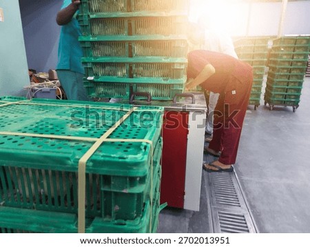 Striping process for packing the doc box baskets in the production hatchery