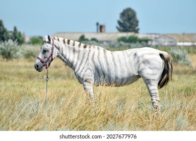 Stripped horse in field,hybrid horse like zebra