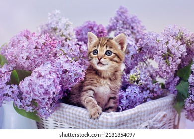 stripped kitten is sitting in a basket full of spring lilacs and look at camera