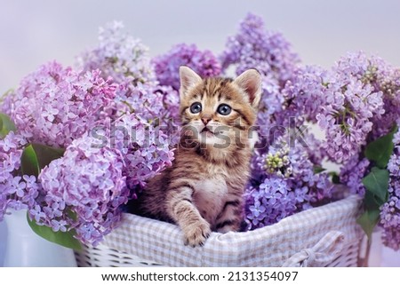 stripped kitten is sitting in a basket full of spring lilacs and look at camera