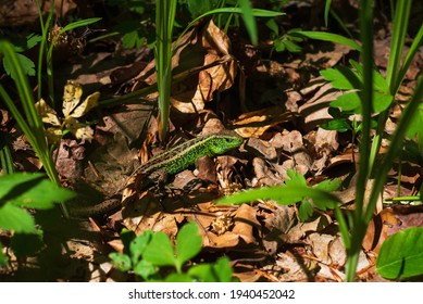 Stripped lizard in the grass and fallen leaves.