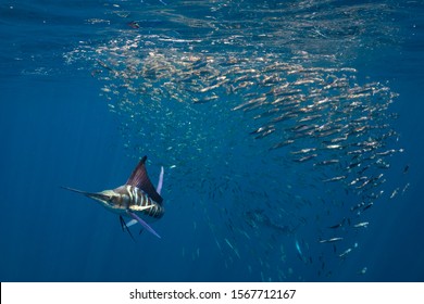 Stripped marlin hunting and feeding in a baitball in Magdalena Bay, Baja California Sur, Mexico.
