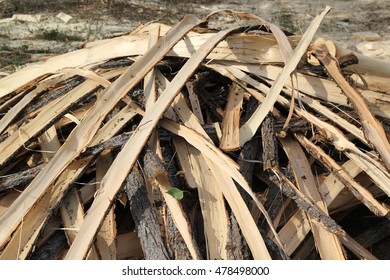 Stripped tree bark