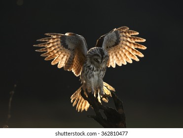 63,579 British birds Stock Photos, Images & Photography | Shutterstock