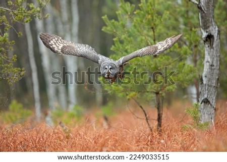 Strix nebulosa, Great grey owl
Puštík vousatý in fte flight, closeuup, 