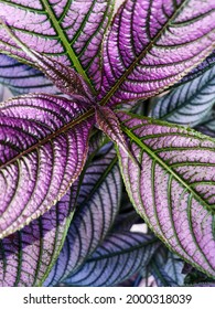 Strobilanthes Dyeriana Persian Shield Plant