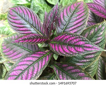 Strobilanthes Bilder Arkivbilder Og Vektorer Shutterstock