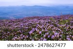 Strobilanthes kunthiana, or Kurinji, is a shrub in the bear