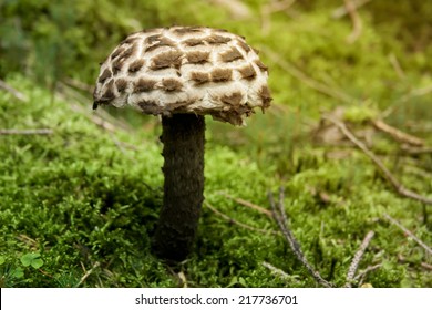 Strobilomyces Strobilaceus