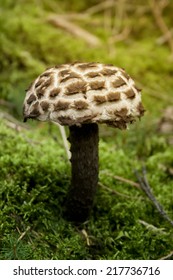 Strobilomyces Strobilaceus