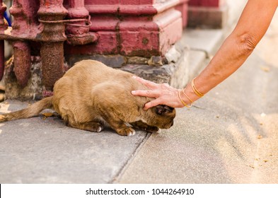 Stroking Cat Vagrancy In Thailand