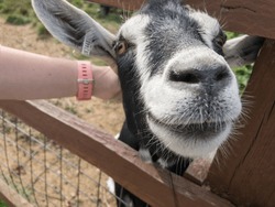 Stroking A Happy Smiley Goat In Deens City Farm Mordon Hall