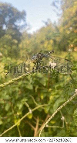 Stroling around the mountain and found a rare dragonfly! A large dragonfly with a beautiful pattern