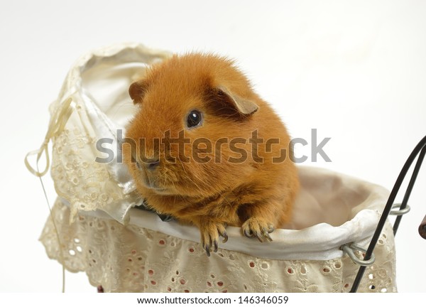 guinea pig stroller