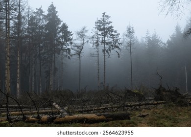 Strom damage in a misty pine forest, some of the standing trees infected and dead