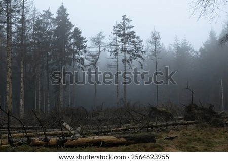 Strom damage in a misty pine forest, some of the standing trees infected and dead