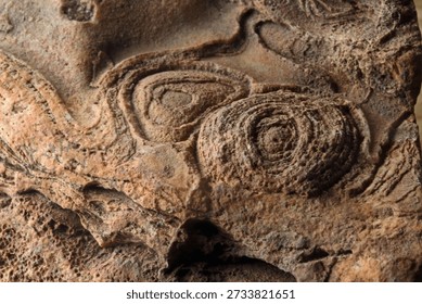 STROMATOLITE WITH A CIRCULAR PATTERN