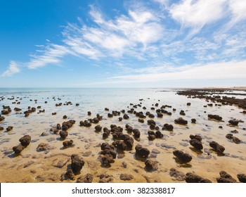 The Stromatolites In The Area Of Shark Bay, Western Australia. Australasia