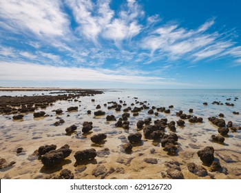 The Stromatolites In The Area Of Shark Bay, Western Australia. Australasia