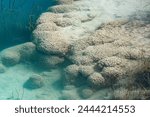 Stromatolites in Cuatro Cienegas, Mexico.