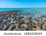 Stromatolites at Hamelin pool in Australia