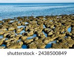 Stromatolites in Hamelin Pool, Shark Bay, Western Australia, the largest community of stromatolites in the world. Stromatolites are ‘living fossils’, the first form of complex life on Earth
