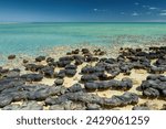 Stromatolites at Shark Bay in Western Australia