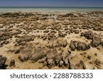 Stromatolites or stromatoliths (from Ancient Greek στρῶμα (strôma), GEN στρώματος (strṓmatos) 