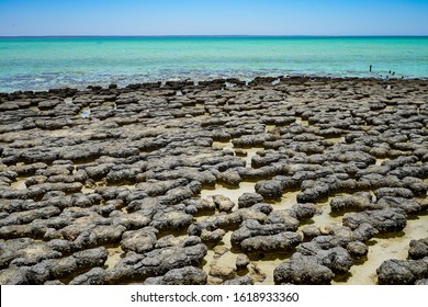 Stromatolites. These ancient structures are examples of what life on Earth was like 3.5 billion years ago and are considered living fossils - the earliest record of life on earth.