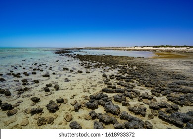 Stromatolites. These ancient structures are examples of what life on Earth was like 3.5 billion years ago and are considered living fossils - the earliest record of life on earth.