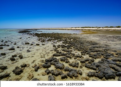 Stromatolites. These ancient structures are examples of what life on Earth was like 3.5 billion years ago and are considered living fossils - the earliest record of life on earth.