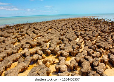 Stromatolites In West Australia