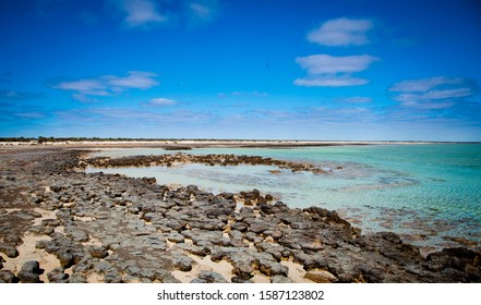 Stromatolites in Western Australia. Layered bio-chemical accretionary structures formed in shallow water by the trapping, binding and cementation of sedimentary grains by biofilms of microorganisms.