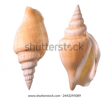 Strombid conch (gastropod mollusc), apertural and abapertural views of isolated shells against white background