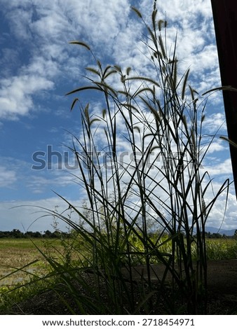 “Standing Strong Against the Wind”