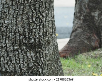 The Strong Base Of The Roots Rooted Deeply In The Soil On Green Grass Under The Big Tree.