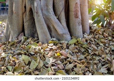 The Strong Base Of The Tree, Roots Buried Deep In The Soil.