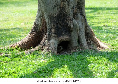 The Strong Base Of The Tree, Roots Buried Deep In The Soil.