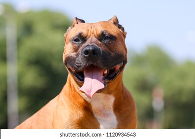 Strong and beautiful American Staffordshire Terrier male portrait outside on hot summer day. Sable white staffie guard dog with black mask on face and funny non cropped ears smiling outdoors