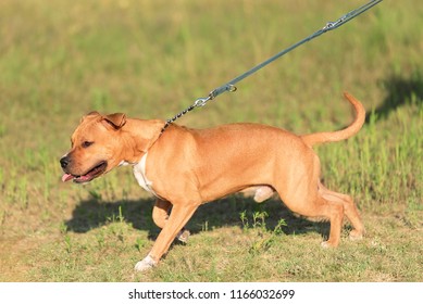 Strong and beautiful American staffordshire terrier portrait in the park