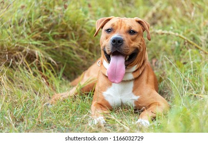 Strong and beautiful American staffordshire terrier portrait in the park - Shutterstock ID 1166032729