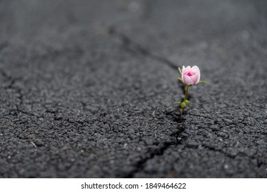 Strong and beautiful flower growing resiliently out of crack in dark asphalt - Shutterstock ID 1849464622