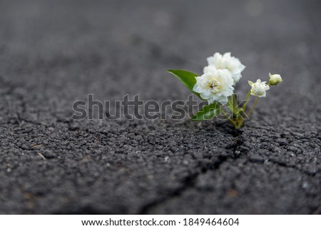 Strong and beautiful flower growing resiliently out of crack in dark asphalt