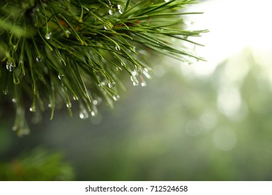 Strong beautiful fog in the forest - Powered by Shutterstock