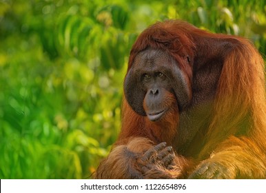 Borneo Orangutan Images Stock Photos Vectors Shutterstock