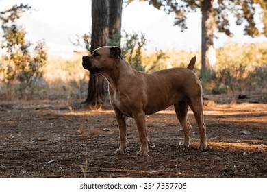 A strong Boerboel dog stands alert in a sunlit forest - Powered by Shutterstock