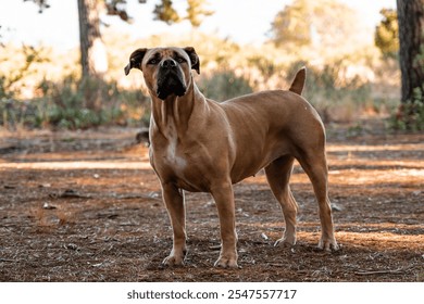 A strong Boerboel dog stands alert in a sunlit forest - Powered by Shutterstock