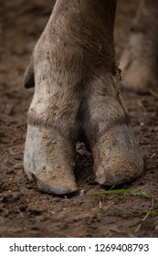 Strong Buffalo Feet